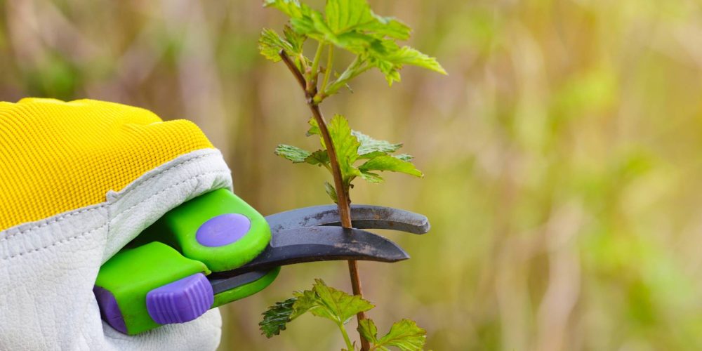 Lavori di giardinaggio